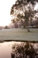 Eucalyptus pauciflora niphophila on the lawn covered with frost, beside a pond with wooden summerhouse behind