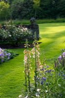 Digitalis in mixed border - The Old Rectory, Haselbech, Northamptonshire