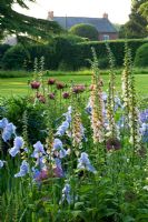 Mixed bed of Digitalis, Papaver and Iris - The Old Rectory, Haselbech, Northamptonshire