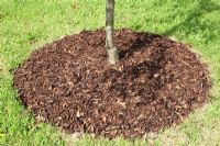 Bark chips used as mulch around base of tree 