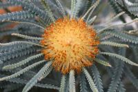 Protea - Dryandra spp