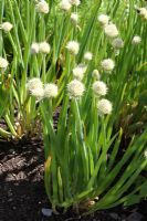 Allium fistulosum - Welsh onions
