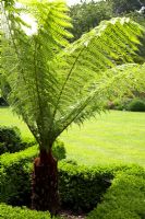Dicksonia fibrosathe - Tree fern in urban garden West Mead, London