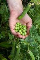 Woman picking garden peas