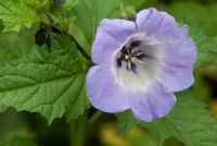 Nicandra physalodes - Shoo-fly plant