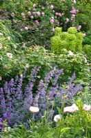 Euphorbia, Nepeta, Papaver orientale and Rosa 'Constance Spry' in mixed summer border