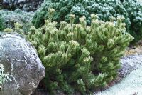 Pinus mugo 'Laarheide' in winter - Dwarf mountain pine