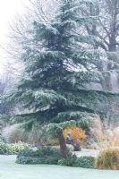 Cedrus deodara - Cedar in winter. Statue of Boy on Rock beyond