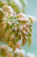 Metasequoia glyptostroboides 'Gold Rush' - Frost on the foliage of Dawn redwood