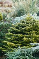 Abies nordmanniana 'Golden Spreader' in winter - Nordmann fir, Caucasian fir