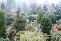 Conifers on the rock garden in John Massey's garden at Ashwood Nurseries in winter