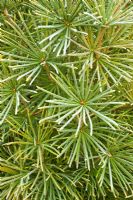 Sciadopitys verticillata in winter - Umbrella pine