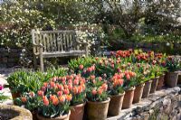 Containers of Tulip varieties including Tulipa 'Prinses Irene', Tulipa 'Gavota' and Tulipa 'Abu Hassan' - Glebe Cottage