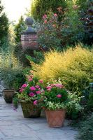 Patio with terracotta containers planted with Pelargoniums beside Lonicera 'Baggesen's Gold' - Wilkins Pleck, Staffordshire