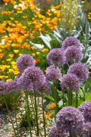 Alliums and Eschscholzia californica - The Dry Garden, Hyde Hall