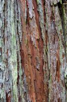 Calocedrus Decurrens - Bark of Incense cedar tree