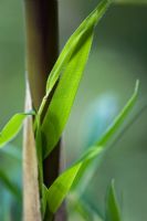 Chusquea Breviglumis - Bamboo leaves emerging from cane