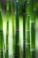 Equisetum fluviatile - Water Horsetail 