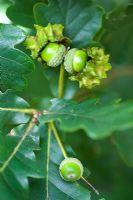 Knopper Galls on acorn fruit of Pedunculate or Common Oak Quercus robur