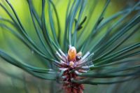 Pinus montana - Sticky resin on tip of Mountain Pine branch