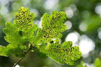 Neuroterus numismalis - Silk Button Spangle Gall on Oak leaf