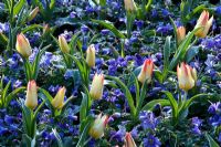 Tulipa greigii 'Addis' and Anemone blanda 'Blue Shades'