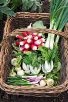Winter salads and vegetables - Radish French Breakfast', baby turnips, red salad onions var. 'Deep Purple', white salad onions var. 'White Lisbon, pak choi var. 'Joi Choi'