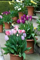 Spring containers of bulbs on steps - including purple Tulipa 'Passionale', Violet Tulipa 'Candy Prince' and Pink Tulipa 'Foxtrot' at Kelmarsh Hall, Northants, NGS