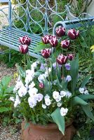 Tulipa 'Jackpot' 