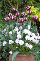 Tulipa 'Jackpot' with Viola in container