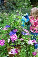 Child watering container of Clematis