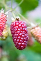 Rubus - Tayberry 