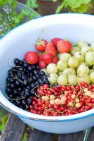Freshly picked strawberries, gooseberries, red, black and white currants in enamel bowl