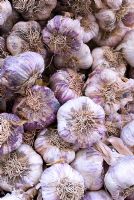 Garlic 'Violette' - French provencal garlic 