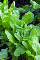 Beta vulgaris - Row of Perpetual Spinach 