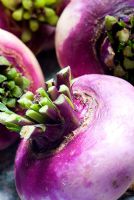Turnip 'Purple Top Milan'