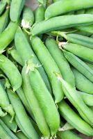 Freshly picked Peas 'Feltham First'