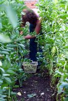 Woman picking broad beans - Vicia faba 'Express'