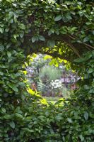 Circular opening in hedge