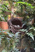 Abandoned blackbird's nest on brick wall surrounded by climbing Jasmine 
