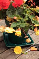 Removing dead leaves and flowers from container planting of Begonia 'Illumination' and Pelargonium 'Vancouver Centennial'