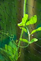The delicate tendrils of sugarsnap peas clinging to garden netting