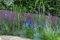 Delphinium planted with Purple Sage,  Festuca glauca, Perovskia 'Blue Spire' and Miscanthus against purple painted wall