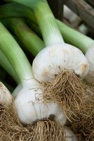 Allium sativum 'solent Wight' - The Garlic Farm, Isle of Wight 