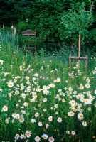 Wildflower meadow with Leucanthemum vulgare and Lutyens seat by pond in background