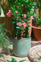 Dipladenia or Mandevilla in container on terrace