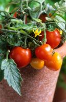Pot of miniature dwarf tomatoes 'Micro Tom'