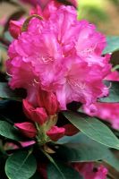 Rhododendron Bluretta - Blue Peter x Yakushimanum