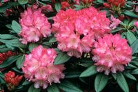 Rhododendron 'Barmstedt'