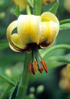 Lilium pyrenaicum - Lily